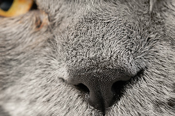 Image showing Closeup photo of a quiet British cat