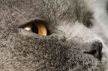 Image showing Closeup photo of a quiet British cat