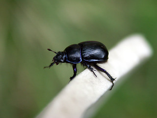 Image showing Earth-boring dung beetle