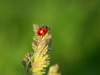 Image showing Ladybird on a cone