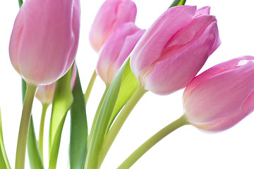 Image showing pink tulips