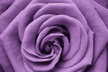 Image showing violet rose