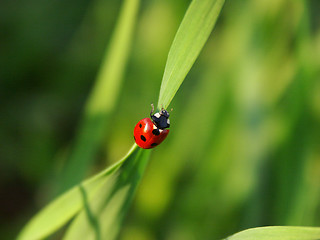 Image showing Ladybird on a blade