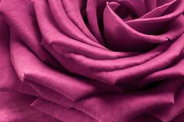 Image showing pink rose