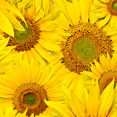 Image showing sunflower background