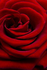 Image showing red rose