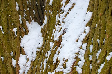 Image showing Snow on a tree