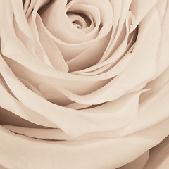 Image showing white rose close up