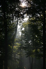 Image showing Mysterious sunlight and fog in the forest