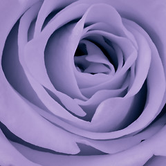 Image showing violet rose close up