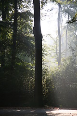 Image showing Mysterious sunlight and fog in the forest