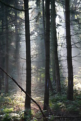 Image showing Mysterious sunlight and fog in the forest