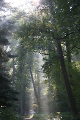 Image showing Mysterious sunlight and fog in the forest