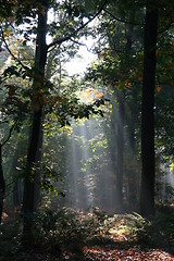 Image showing Mysterious sunlight and fog in the forest