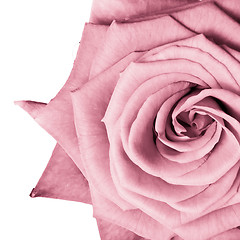 Image showing pink rose