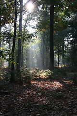 Image showing Mysterious sunlight and fog in the forest