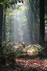 Image showing Mysterious sunlight and fog in the forest