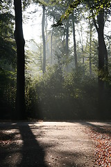 Image showing Mysterious sunlight and fog in the forest