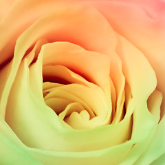 Image showing multicolor rose