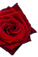 Image showing red rose