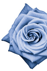 Image showing blue rose