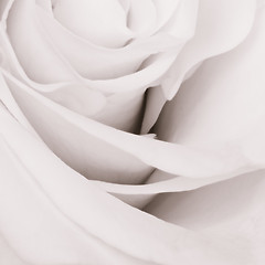 Image showing white rose close up