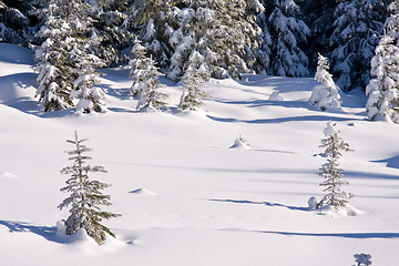 Image showing fresh snow in the mountains