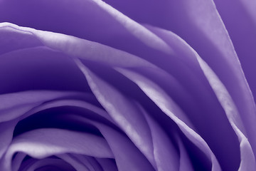 Image showing violet rose macro