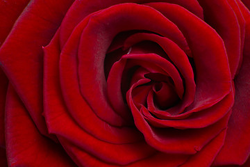 Image showing red rose