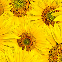 Image showing sunflower background