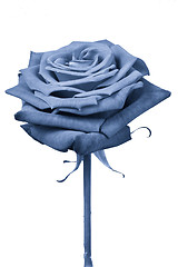 Image showing blue rose