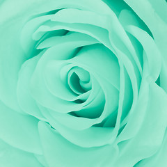 Image showing green rose close up