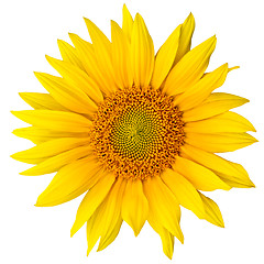 Image showing sunflower