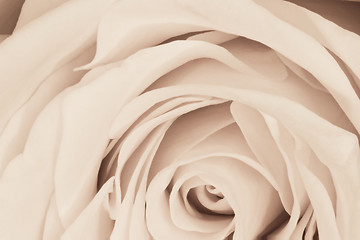 Image showing white rose close up