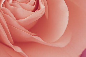 Image showing pink rose macro