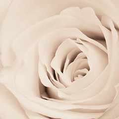 Image showing white rose close up