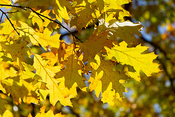 Image showing autumn foliage