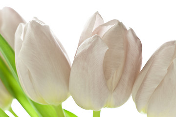 Image showing tulips