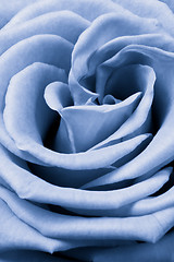 Image showing blue rose