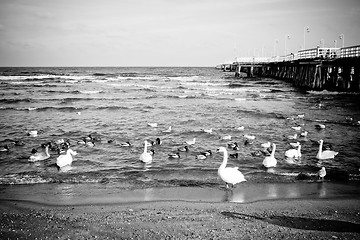 Image showing birds at pier