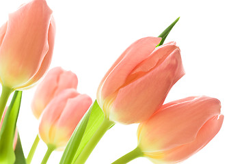 Image showing orange tulips