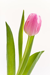 Image showing pink tulips