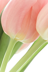 Image showing orange tulips