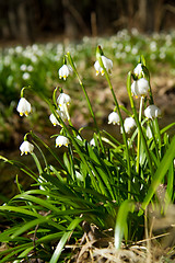 Image showing snowflake