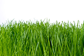 Image showing green grass