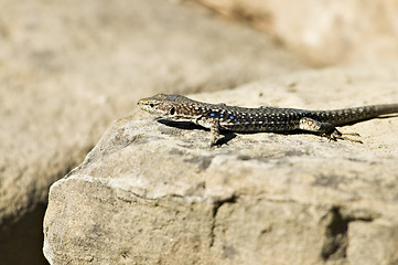 Image showing The lizard