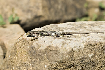 Image showing The lizard