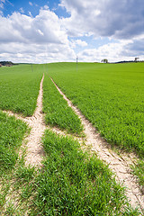 Image showing green field