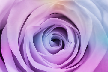 Image showing multicolor rose