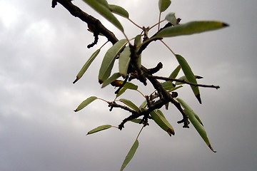 Image showing few leaves